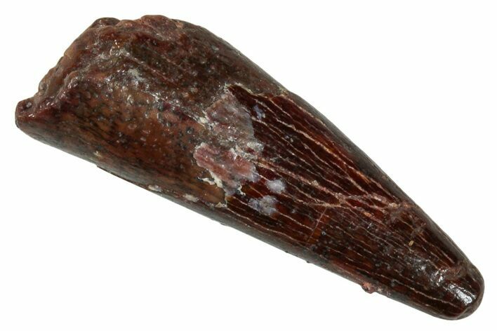 Fossil Pterosaur (Siroccopteryx) Tooth - Morocco #274253